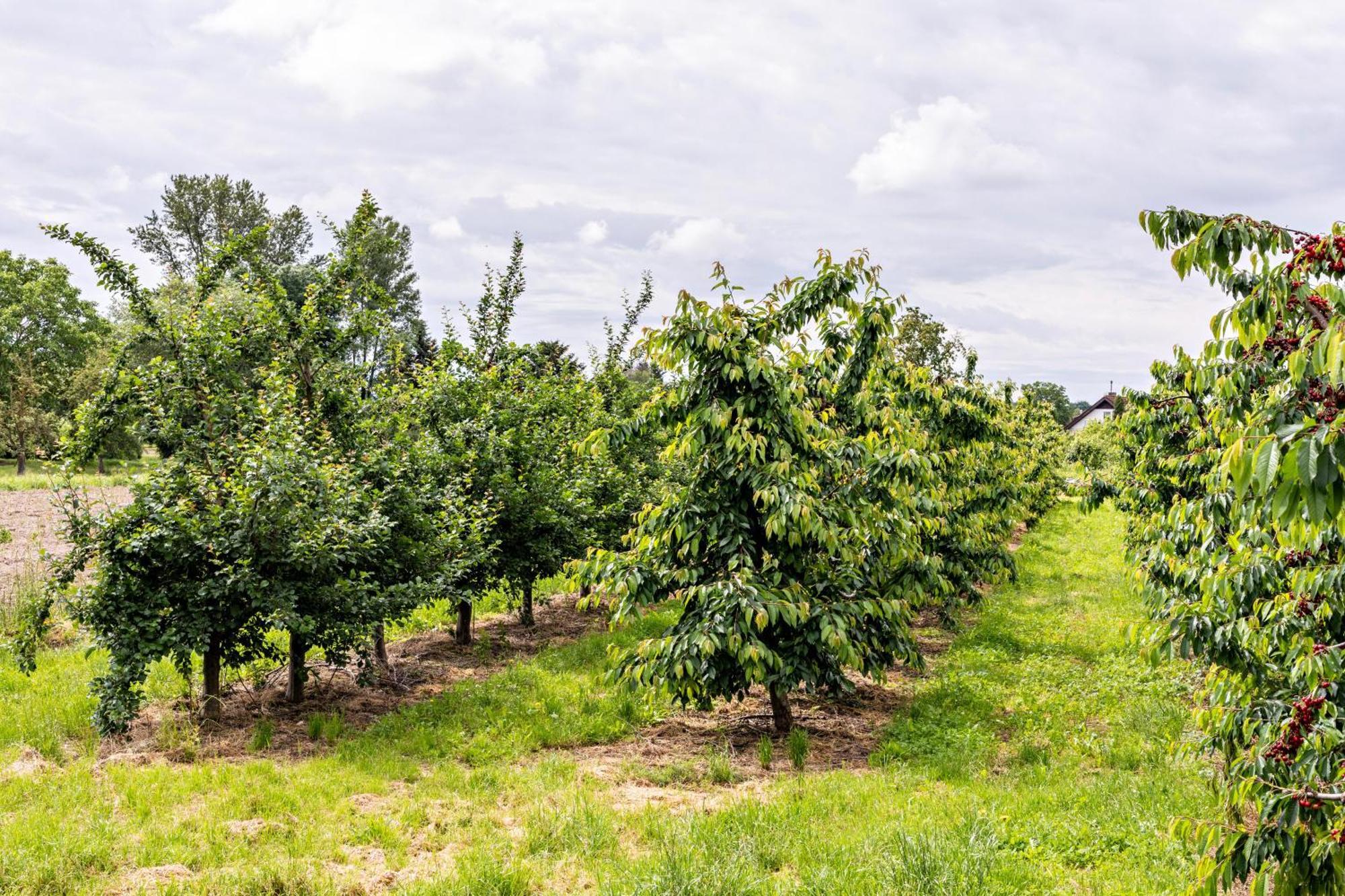 Ferienwohnung Im Obstgarten Ihringen Extérieur photo